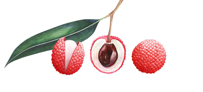 Set Of Lychee Fruits Isolated On White Background. Watercolor Illustration.