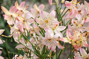 lillies