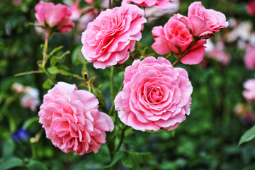 pink roses