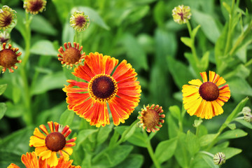 flowers in the garden