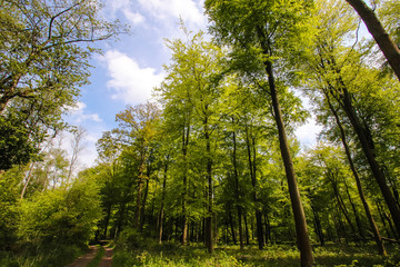 Fototapeta premium spring greens