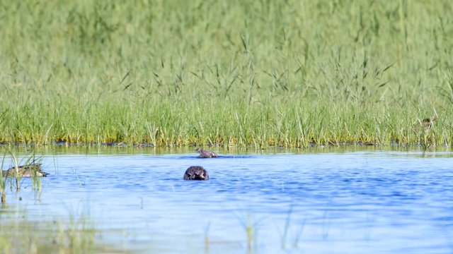 Spotted redshank, Tringa erythropus, in breeding plumage, taking a bath in salt marshes of the Beka Nature Reserve