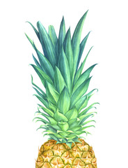 Fototapeta premium Watercolor pineapple on white background