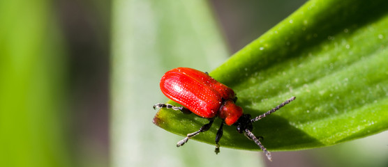 Bright red lily beetle sitting on a lily leaf. Selective focus.