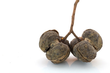 Rubber Seed (Hevea brasiliensis) isolated on White Background