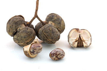 Rubber Seed (Hevea brasiliensis) isolated on White Background