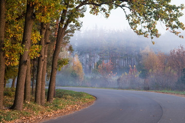 A winding road in the autumn forest. Trees with yellowed leaves by the road.