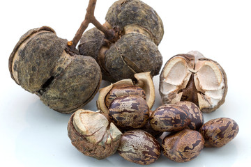 Rubber Seed (Hevea brasiliensis) isolated on White Background