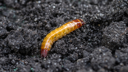 Wireworm against the background of the soil. Larva of the Click beetle. Agricultural pest....