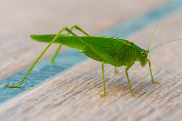 locusts waiting for prey, Odessa