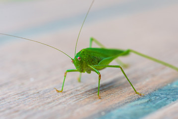 locusts waiting for prey, Odessa