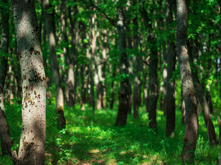 green forest background summer morning