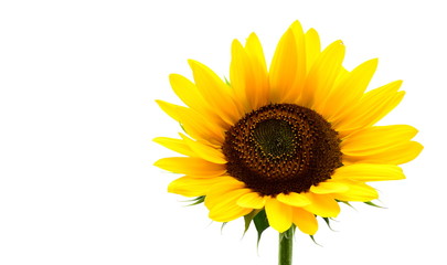 Sonnenblume isoliert und freigestellt vor weißen Hintergrund