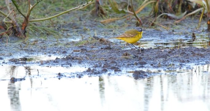 Western yellow wagtail bird, Motacilla flava, looking for food in wetlands of the Beka national reserve in Poland