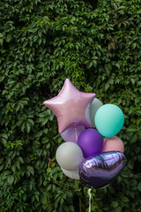 Colorful balloons on the background of green grape leaves. The concept of happy birthday in summer