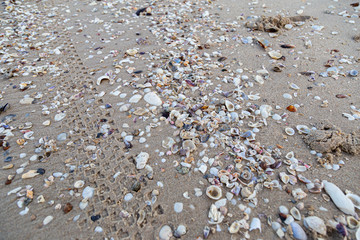 The asia sea Small shells on the beach, and coral stones