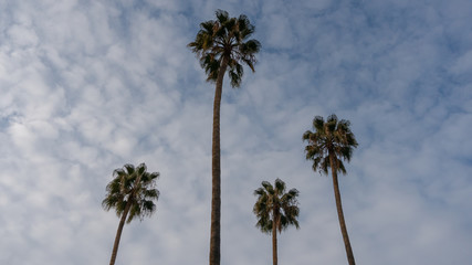 palm trees with sky and clouds background