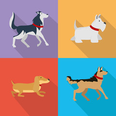 set dogs domestic animal pets