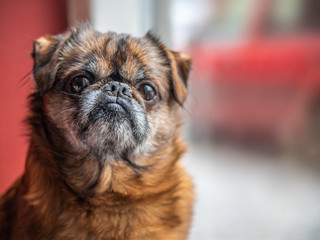 Old grumpy and lonely brown pud or bulldog sitting in front of the window waiting his owner from the work