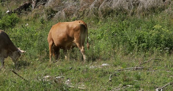 Mucca marrone che pasce sull'erba nella campagna
