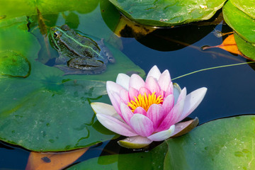 a frog and a beautiful blooming water lily in the lake