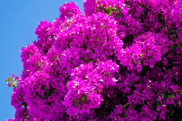 beautiful flower on a street in Andalusia Spain-4