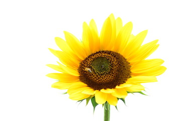 Sonnenblume vor weißen Hintergrund - isoliert und freigestellt