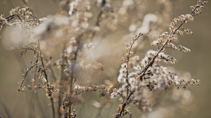 Trembling dry plant twigs in countryside
