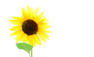 Sonnenblume isoliert freigestellt vor weißen Hintergrund
