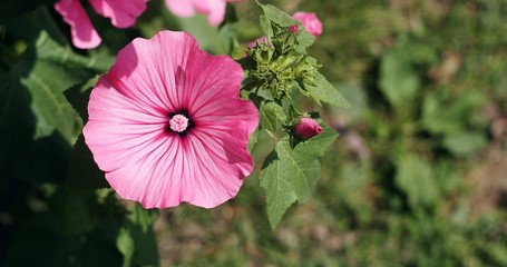 Close up of a pink flower of hibiscus.