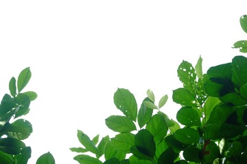 Tropical tree leaves with branches on white isolated background for green foliage backdrop 