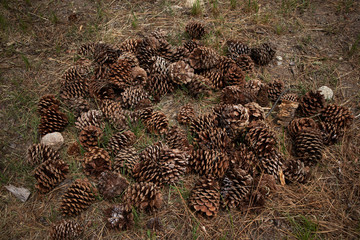 pile of pine cones
