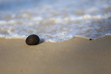 Close​ up​ of​ Tree ball on​ the​ beach​ and​ sea​ background.