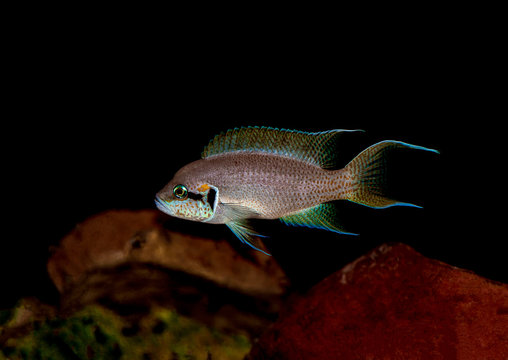 Neolamprologus brichardi Kiku in aquarium