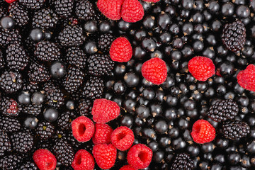Closeup of fresh organic blackberries, raspberries, and black currant