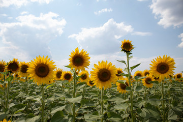 Field of blooming sunflowers. Picture taken at noon, against a bright sky with clouds. There is a place for text. Lots of free space.