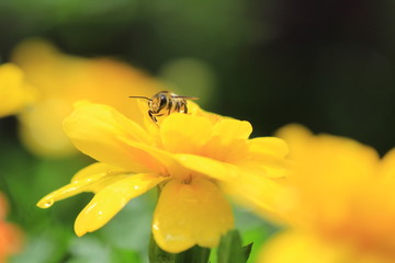 雨上がりのマリーゴールドとミツバチ