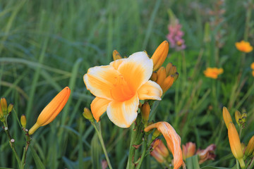 riot of flowers in the summer park