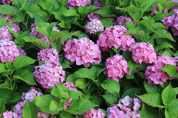 riot of flowers in the summer park