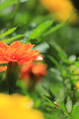 雨上がりのマリーゴールド