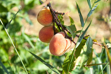 tree branches with the fruit of ripe peach flavored