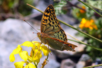 Caucasus. Genaldon gorge. Butterfly on a mountain flower.