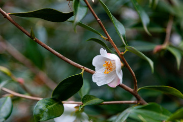 Camelia