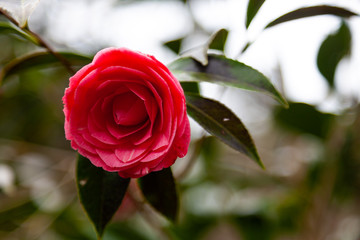 Camelia
