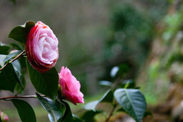 Camelie