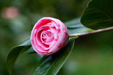 Camelia