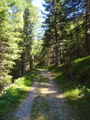 Fototapeta premium A forest in the Alps during a sunny summer day in Val Bognanco, near the town of Domodossola, Italy - June 2019.