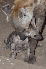 T&uuml;pfelhy&auml;ne / Spotted Hyaena / Crocuta crocuta.