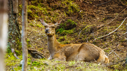 Sarna, jeleń © Dreamnordno