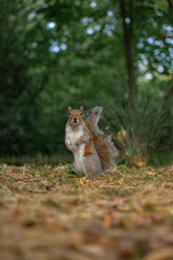 Squirrel standing in nature surrounded by trees